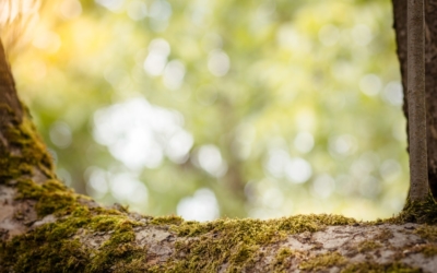 Tree branch with moss