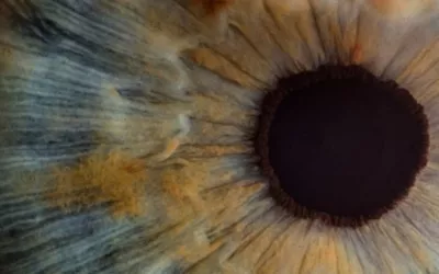 Close up of brown eye