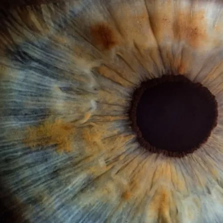 Close up of brown eye